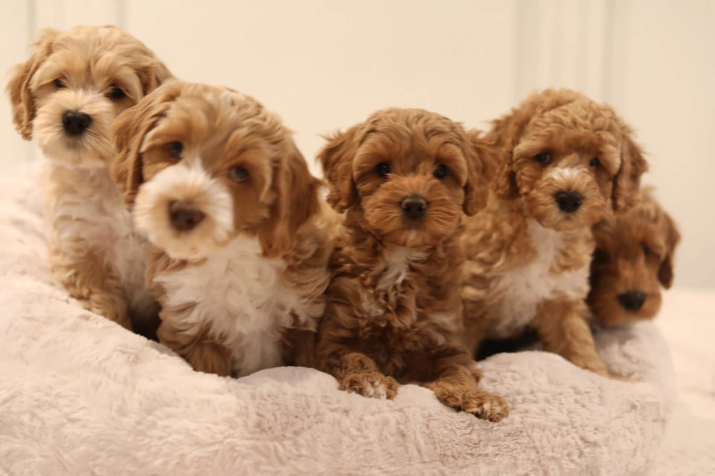 Australian Labradoodle Puppies For Sale Greensboro Nc Breeder