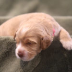 Australian Labradoodle Puppies