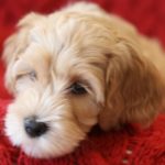 Australian Labradoodle Puppies Australian Labradoodle Puppies