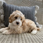 Australian Labradoodle Puppies