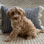 Australian Labradoodle Puppies