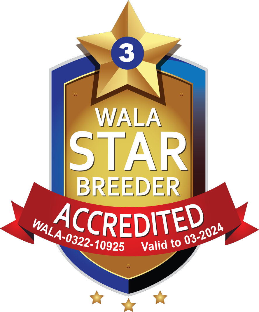 majestic labradoodles wala star breeder