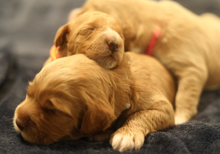 Australian Labradoodle Puppies