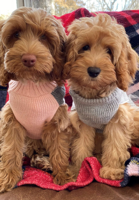 Labradoodles in sweaters