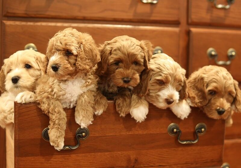 Labradoodle Puppy Adoptions